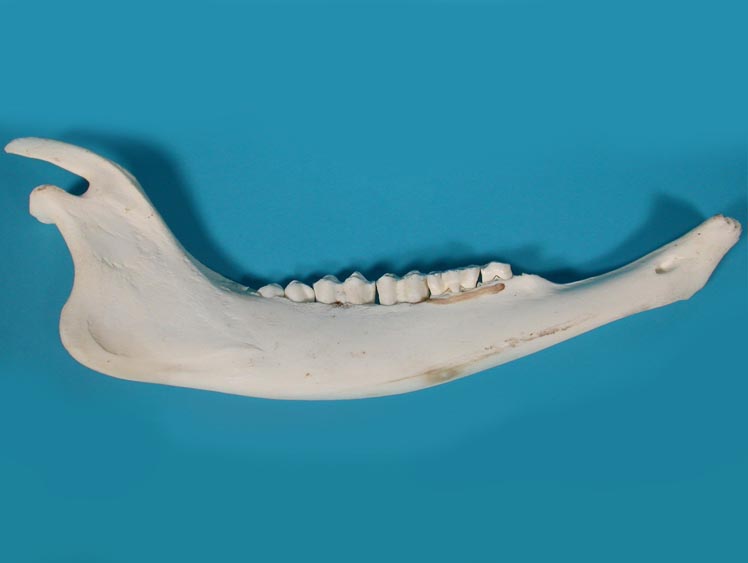 Buffalo Jaw Bone: Regular 